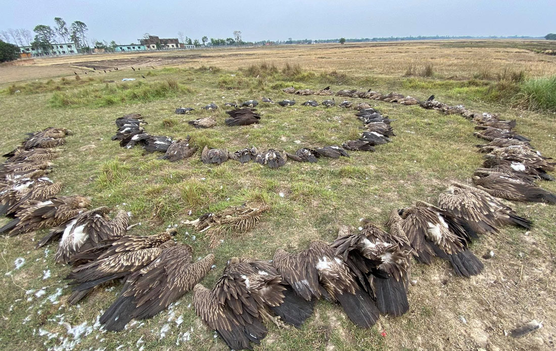 Nepal’s vultures: Between existence and extinction