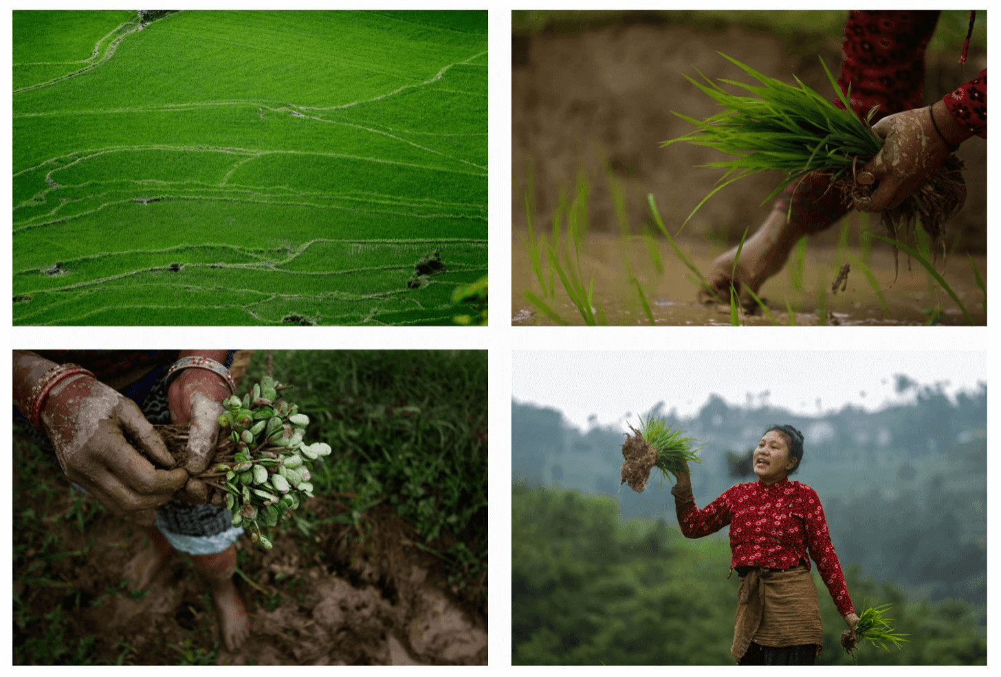 Are Nepalis really eating more rice?