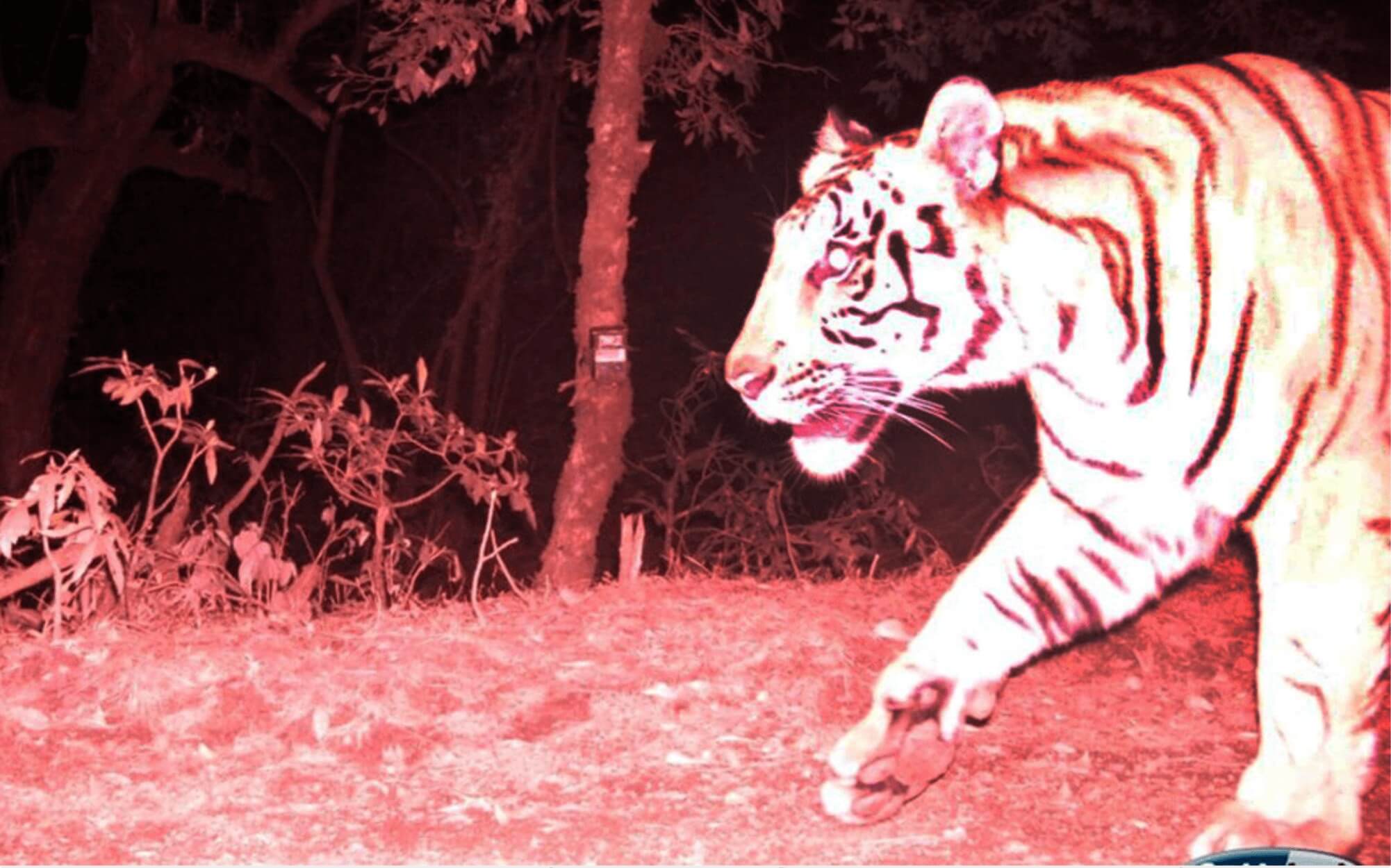 Tiger selfie is highest-ever sighting in Nepal
