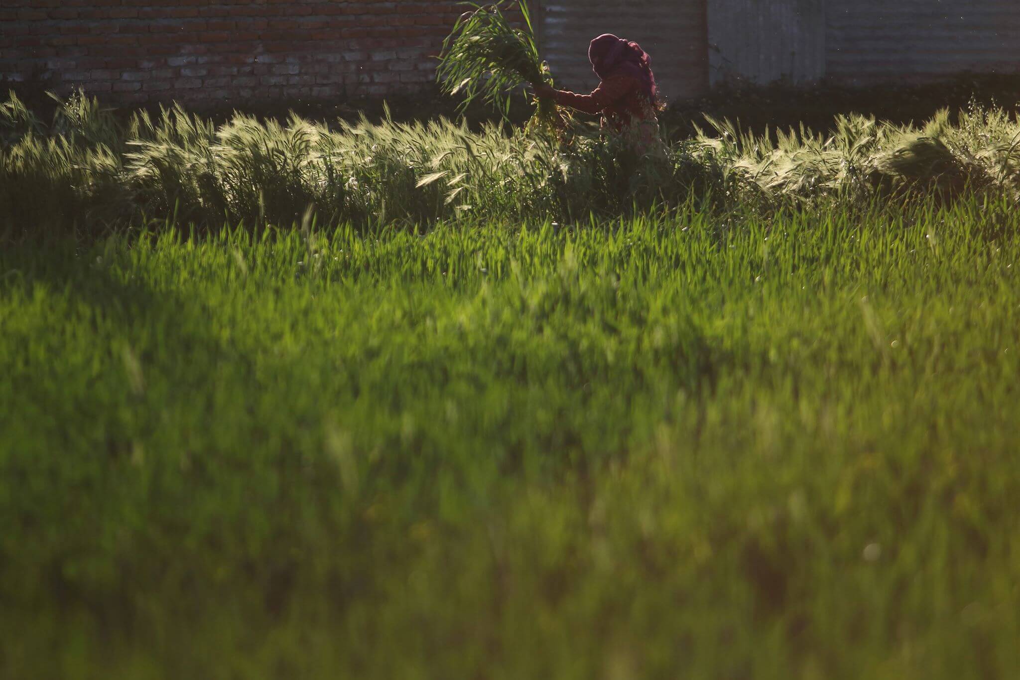 COVID-19 affecting food security in Nepal: WFP