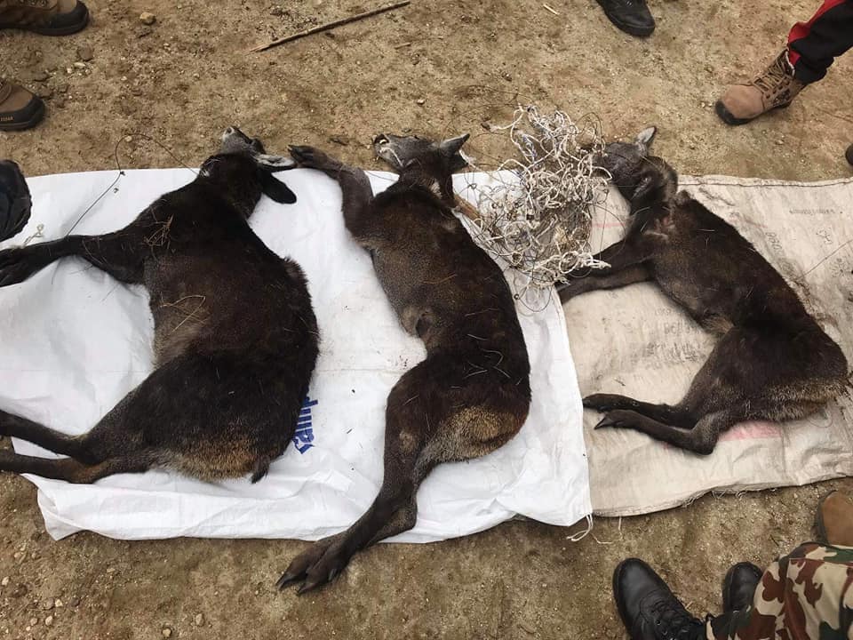 6 musk deer killed by poachers during lockdown