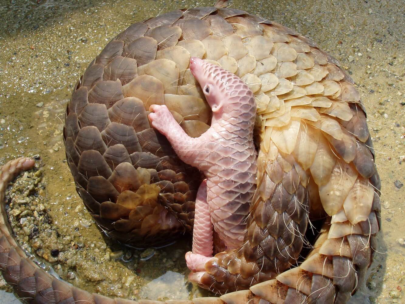 The nature of pandemics