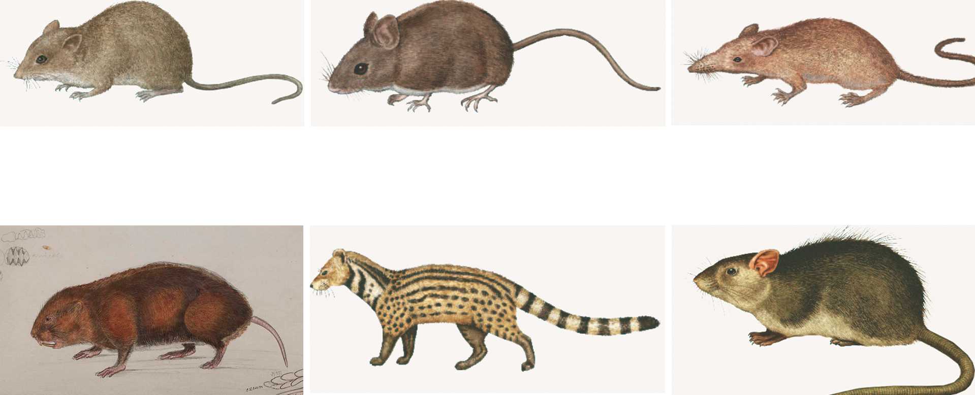 Kathmandu’s other nightlife