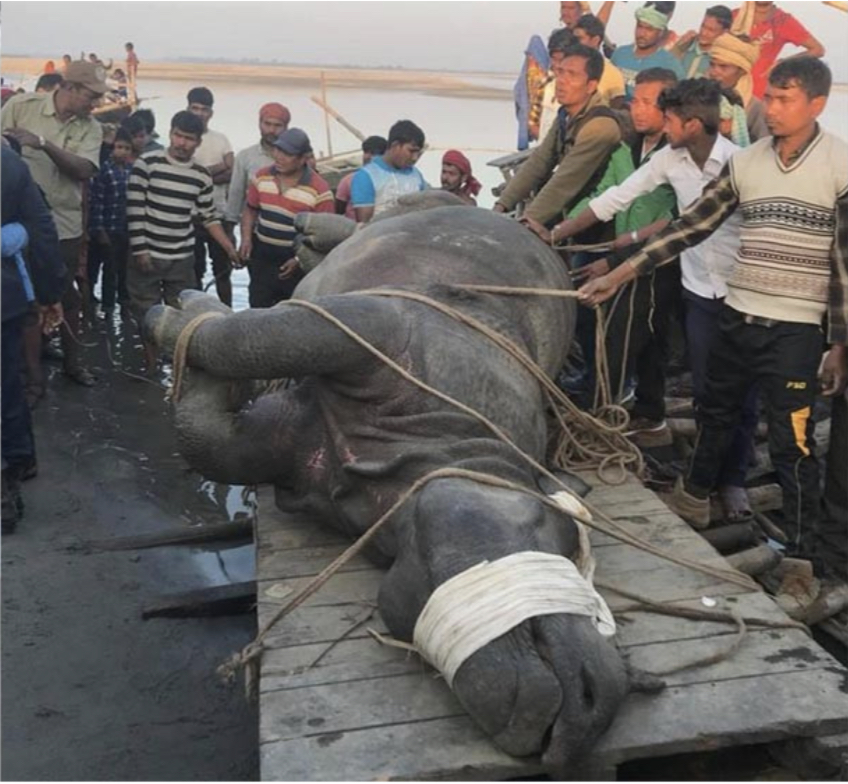 India returns Nepali rhino swept away by flood