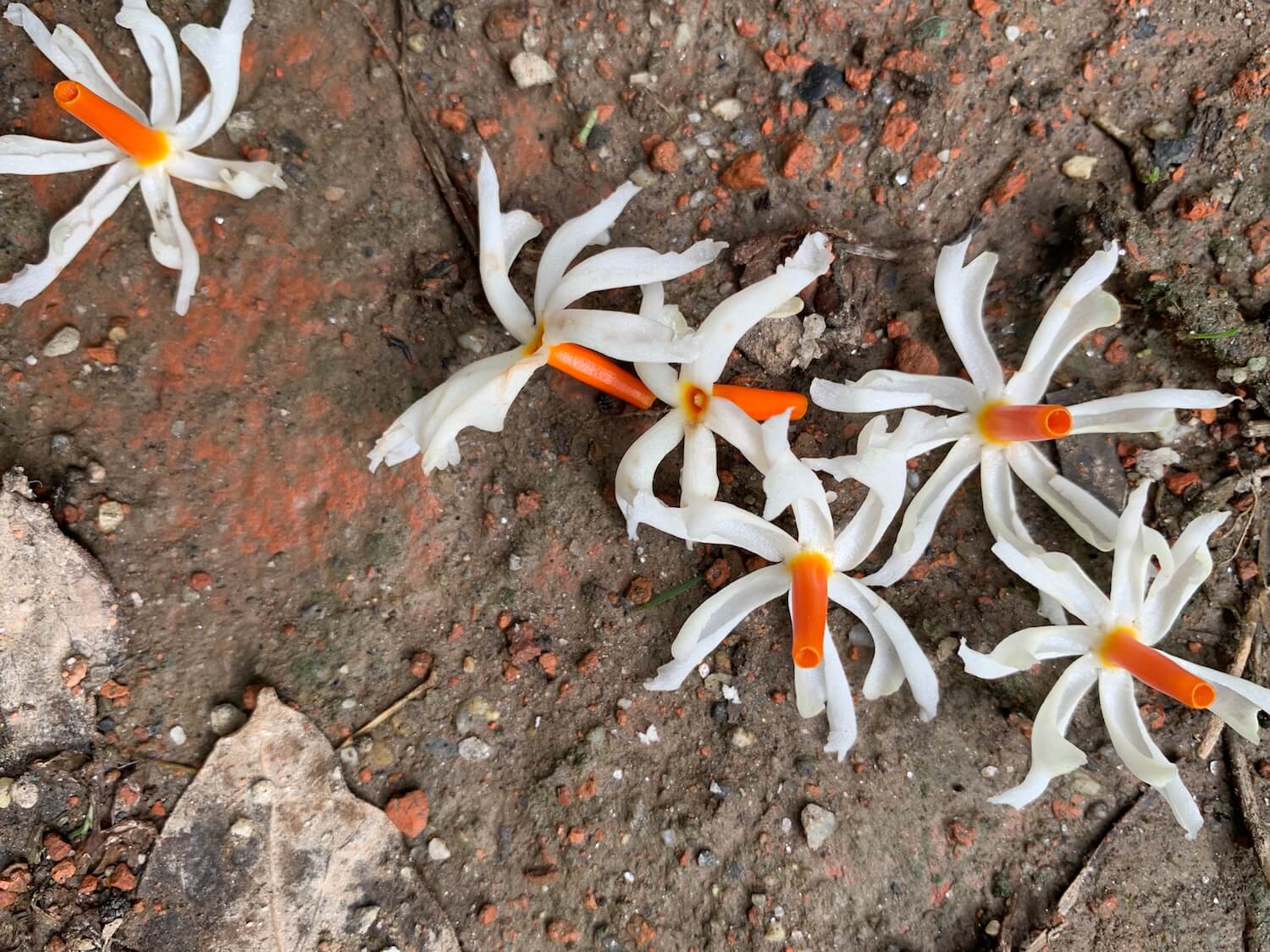 The legend behind the myth of Indra Jatra