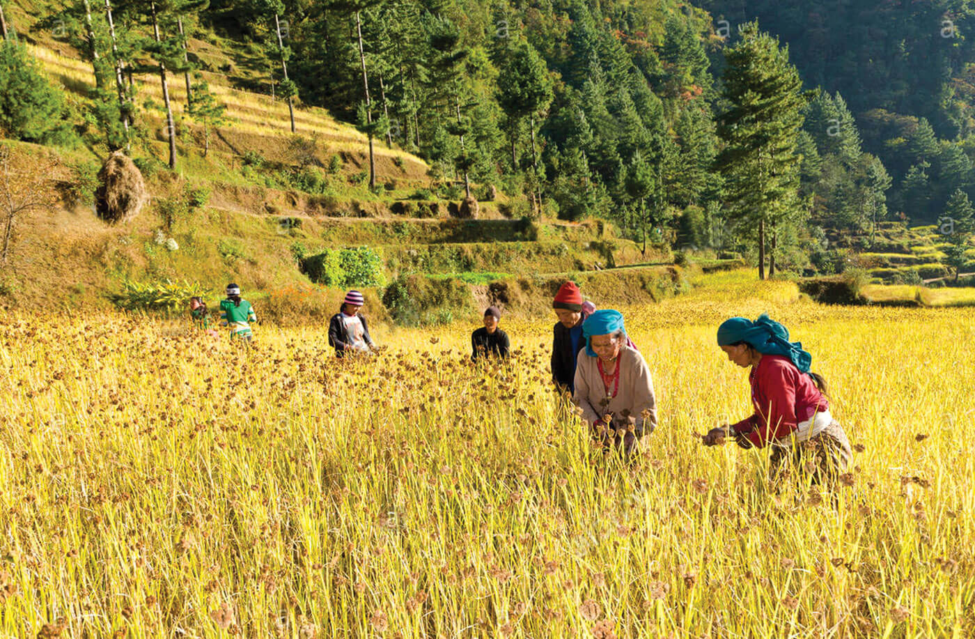 Already fragile, Himalaya faces COVID-19 risk