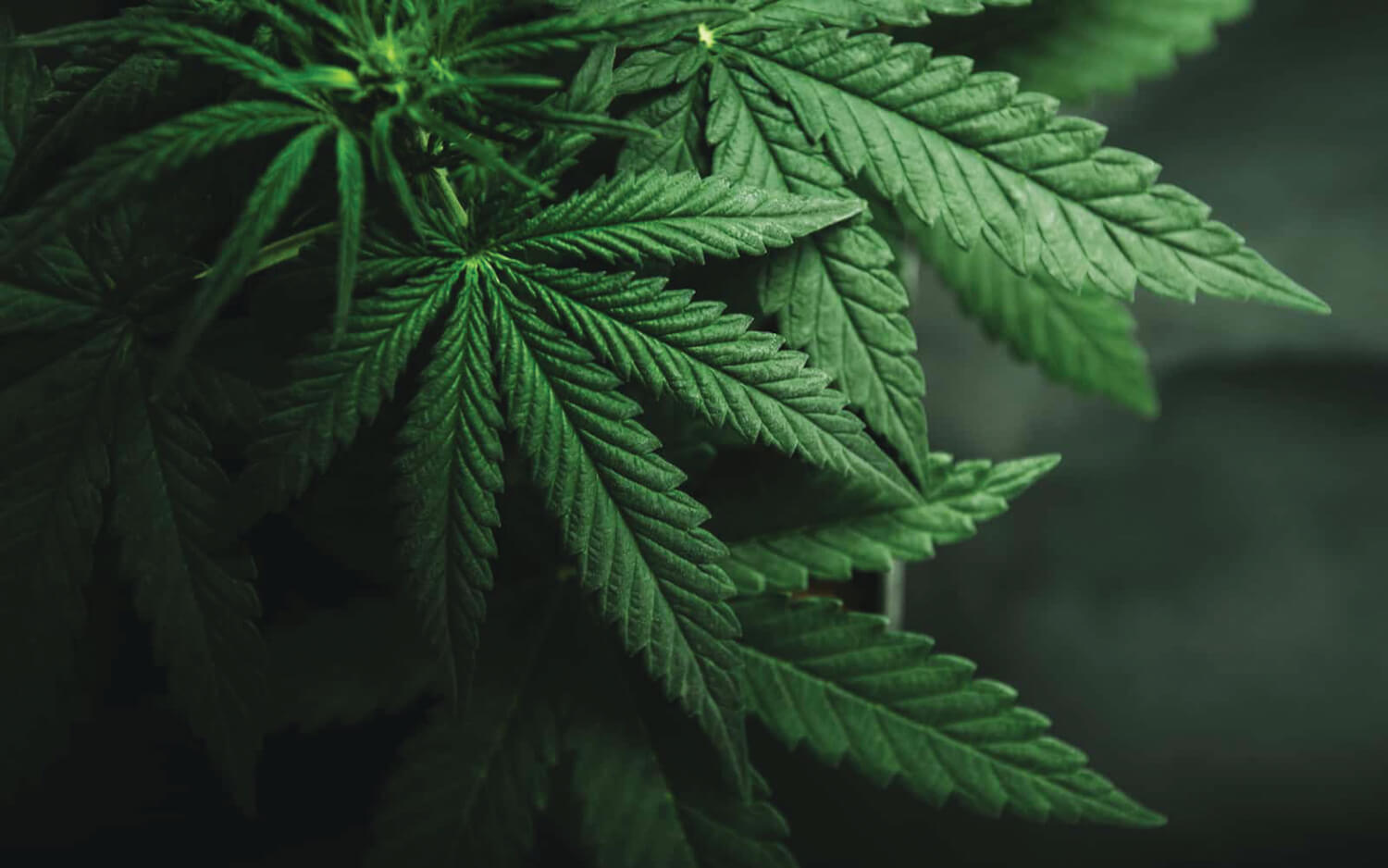 Grass is greener in Nepal