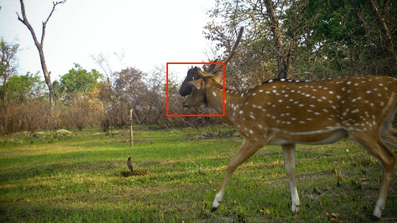 Wildlife poachers active during lockdown