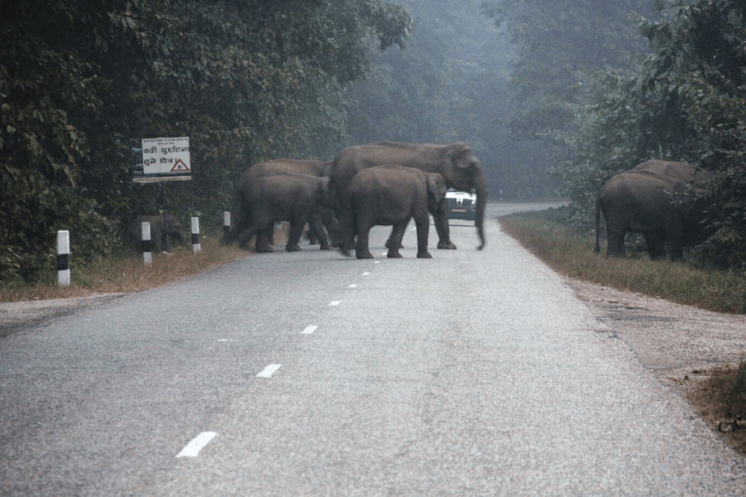 Underpasses to reduce roadkill in Nepal