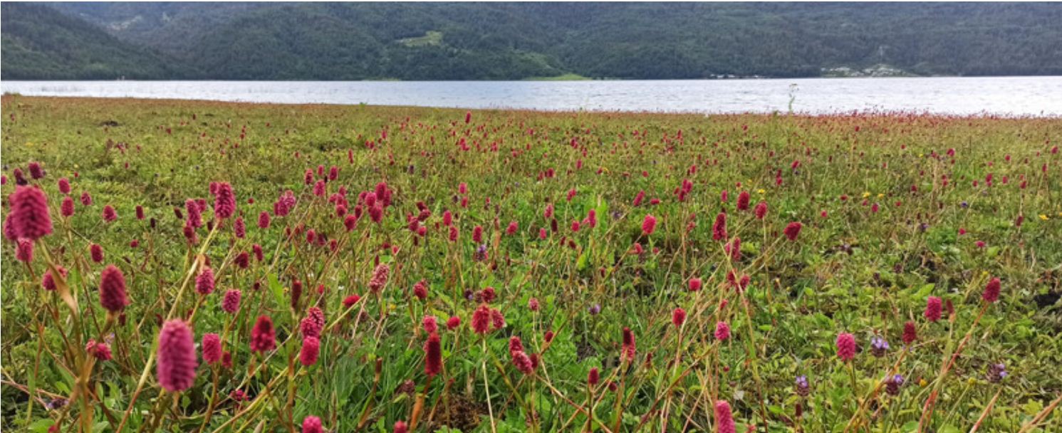 Rara in the rainy season