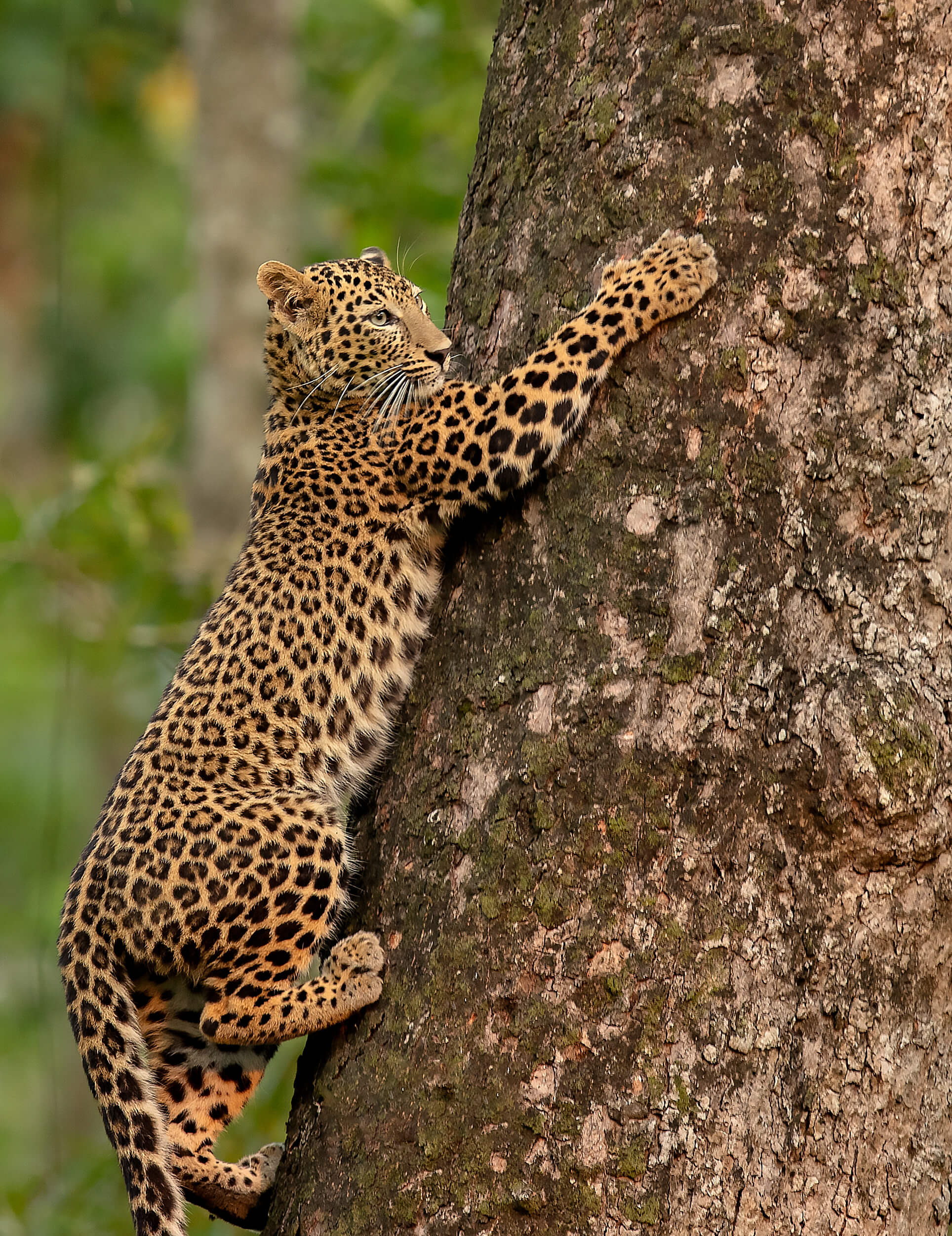 Rise in tiger numbers make leopards raid livestock