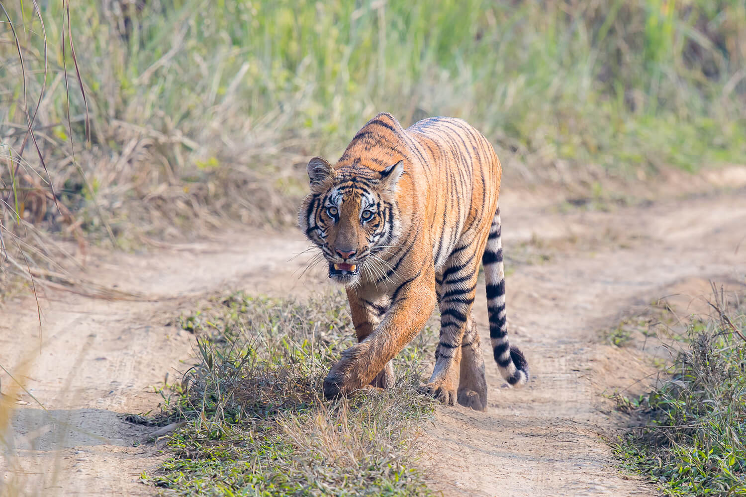 2 Nepal tiger reserves awarded