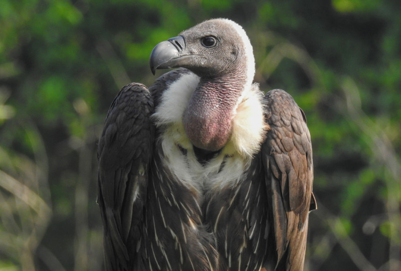 Nepal is a model for vulture conservation