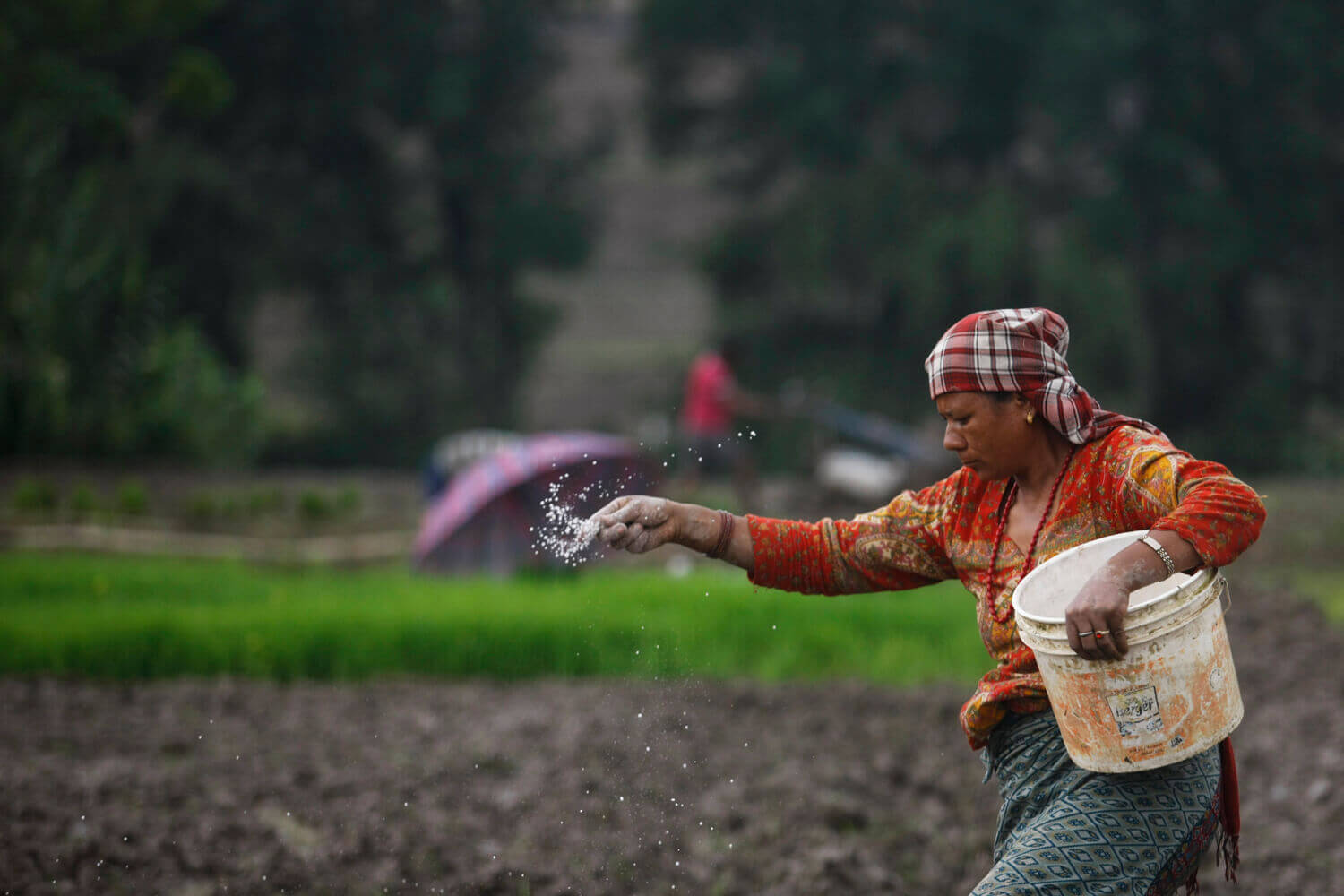 Corruption and Nepal’s chronic fertiliser crisis