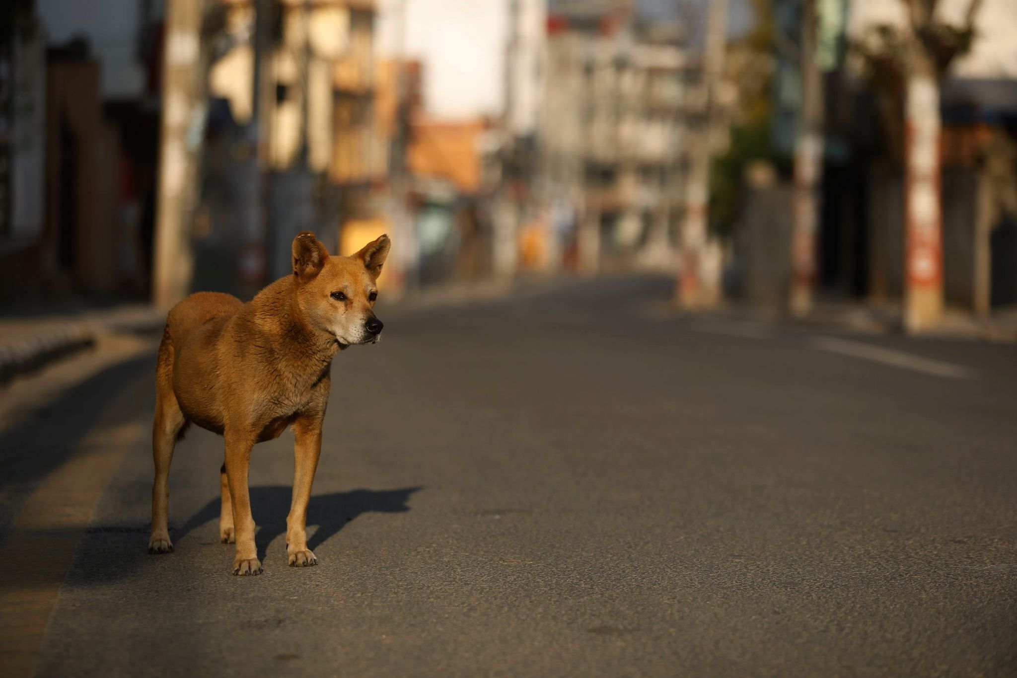 Dog bites man is still news in Nepal