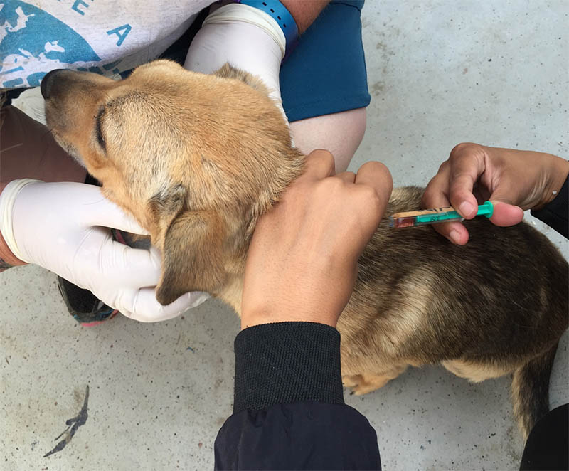 Microchipping Nepal’s dogs