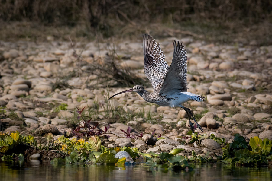 Eurasian Curlew visits Kathmandu after 50 years
