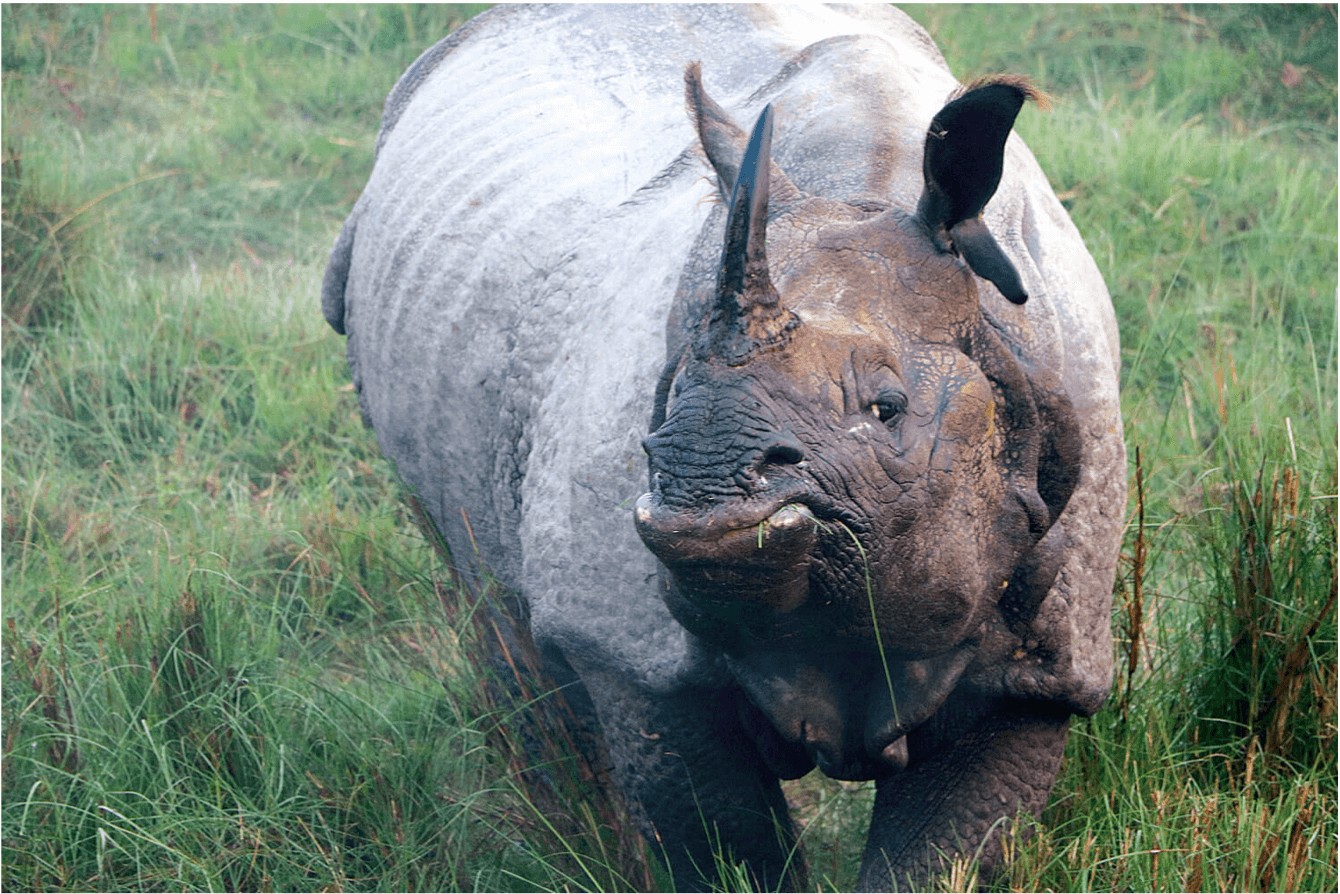 World lost 2/3 of its animals in 50 years: WWF report