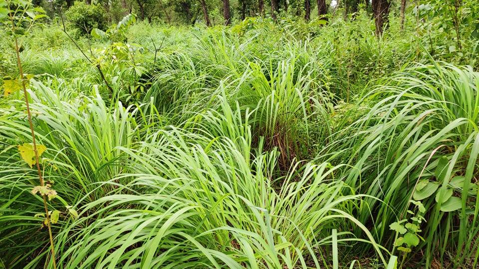 Now, Nepal’s herbal oil in Europe