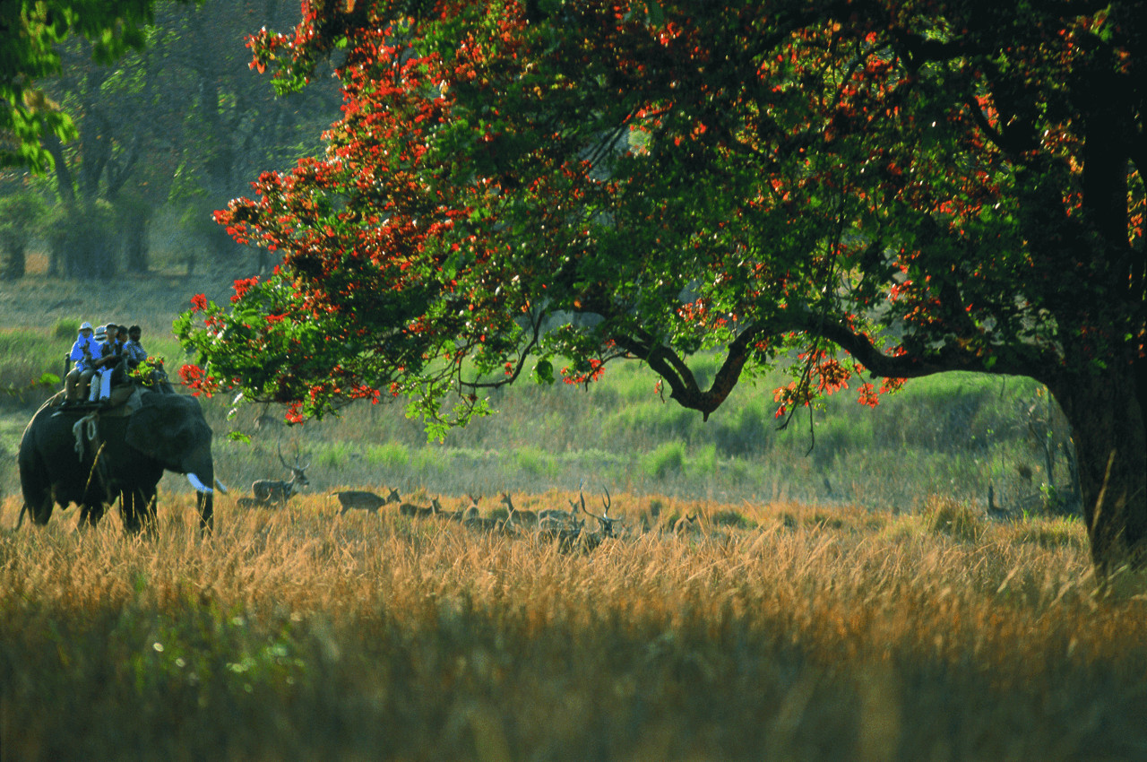 The elephant dilemma