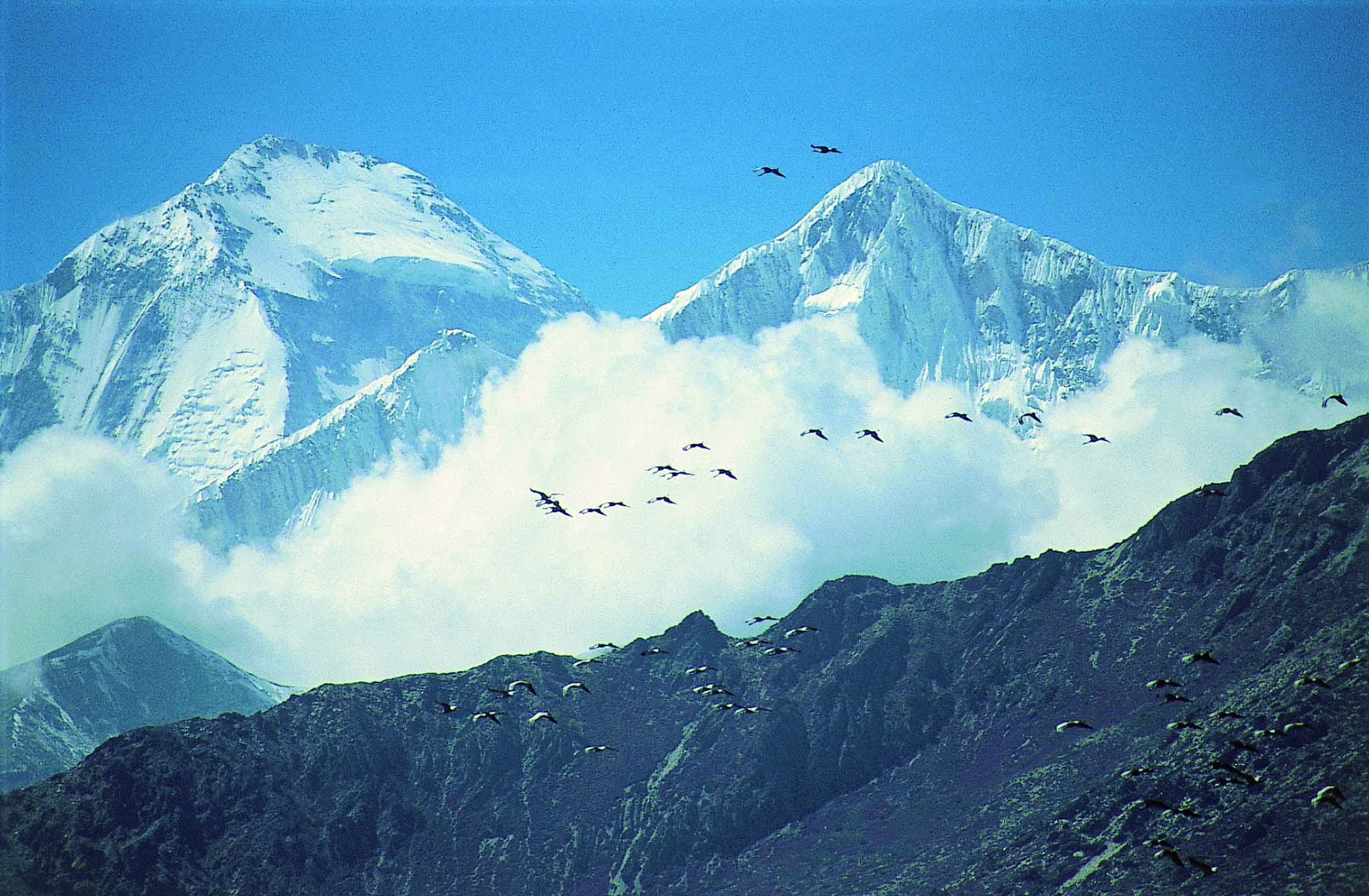 Saving Nepal’s flyway for migrating cranes