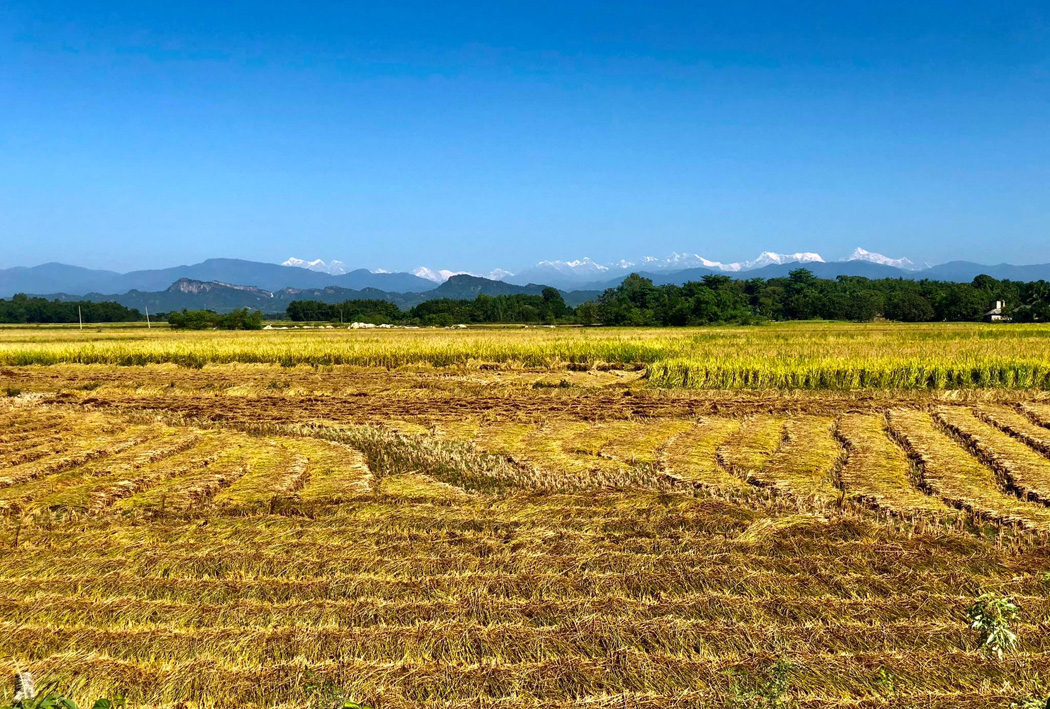 Crystal clear air makes the peaks of the eastern Himalaya visible from the Nepal Tarai