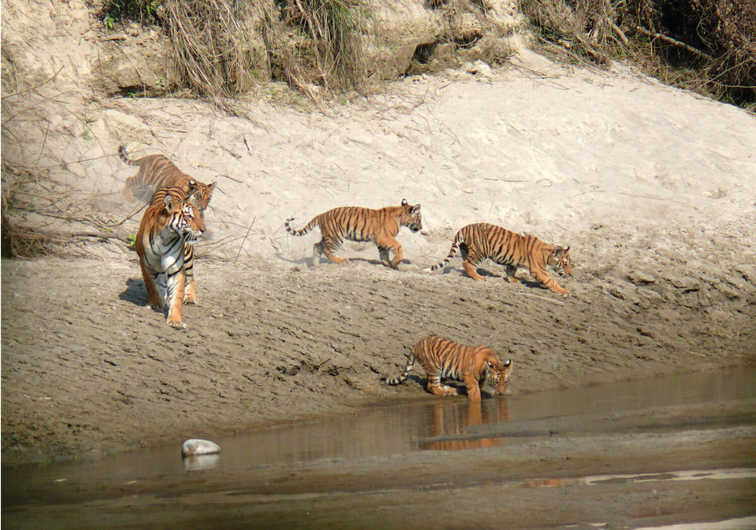 Chitwan can accommodate more tigers