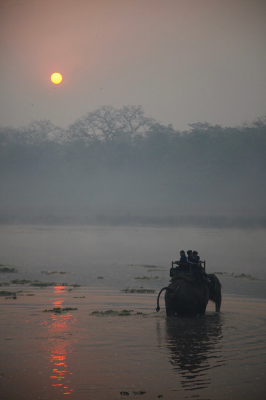 Speaking for elephants