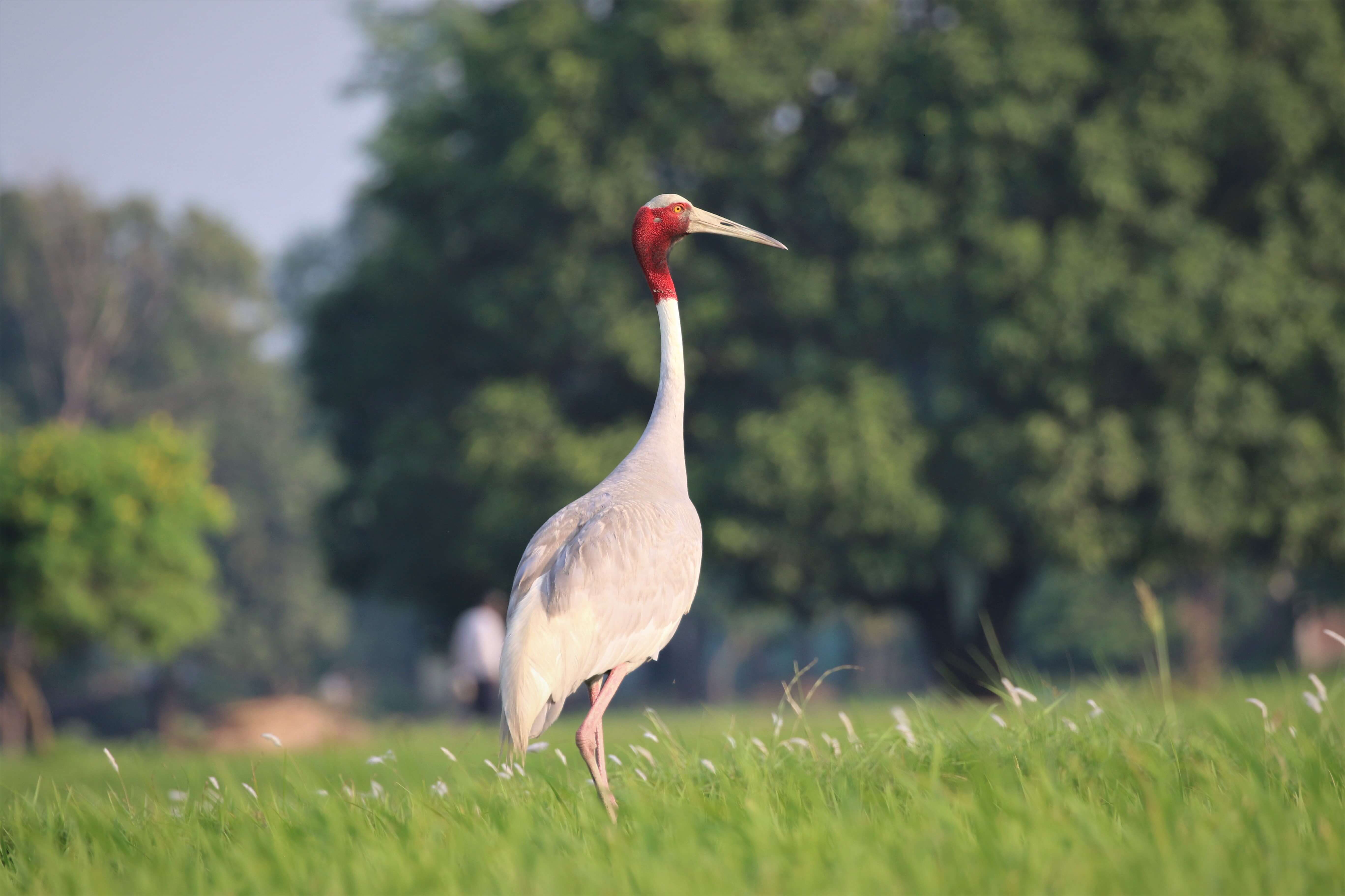Protecting Lumbini’s rare cranes