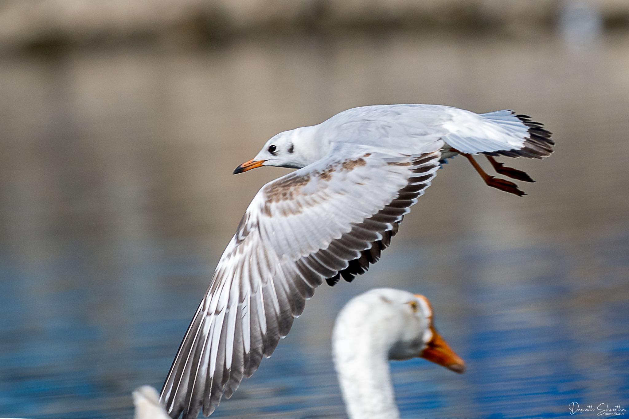 Spotting a Brown-headed Gull at Taudaha