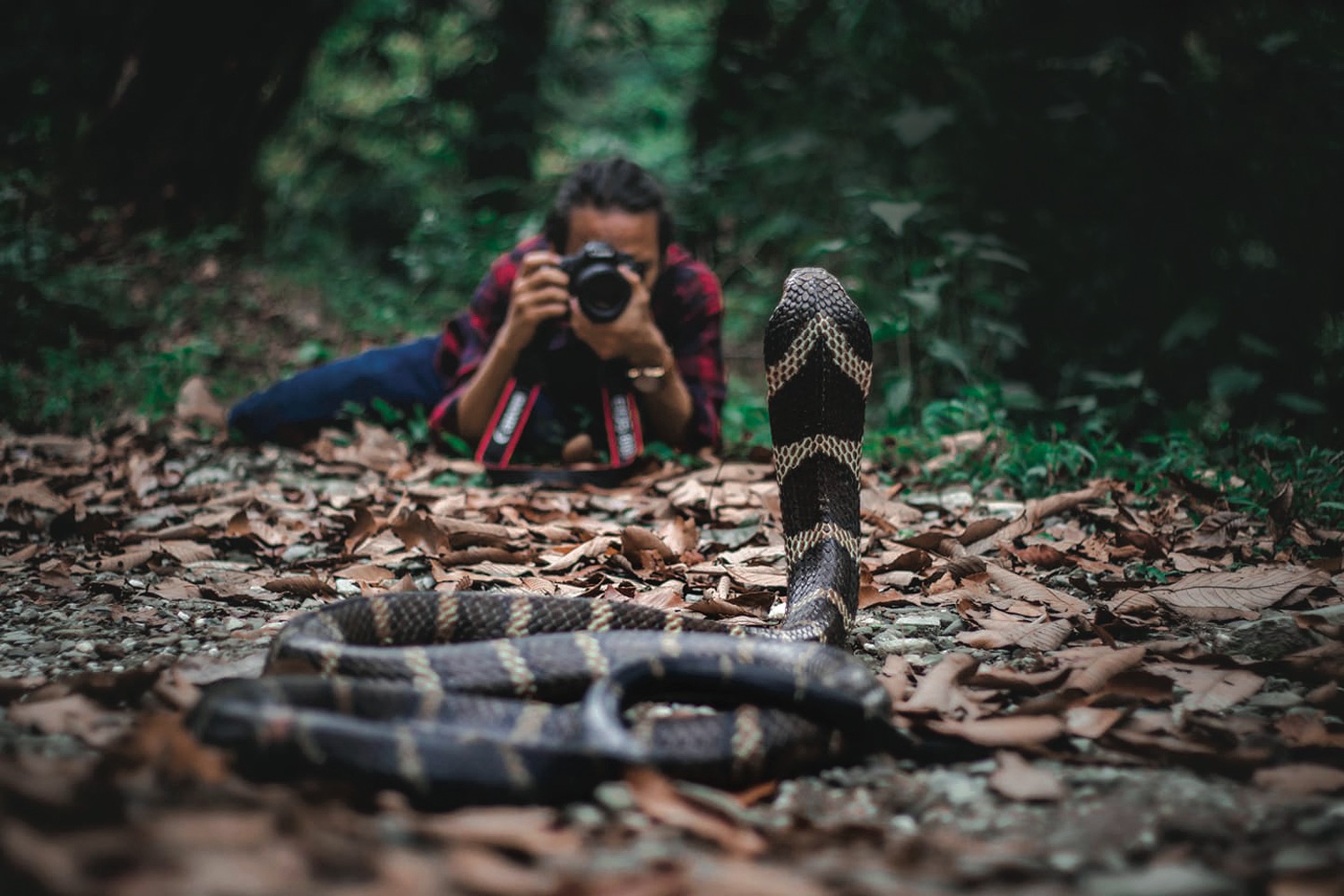 Save snakes to save nature