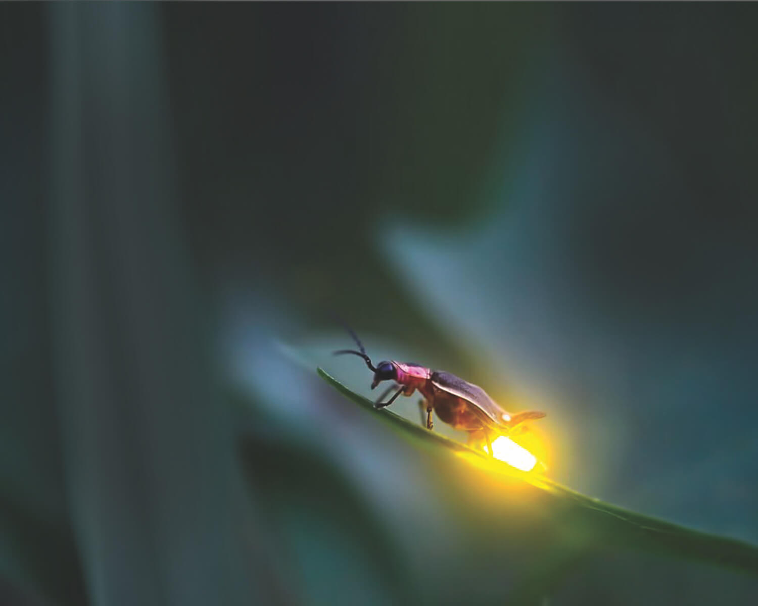 Night of the firefly