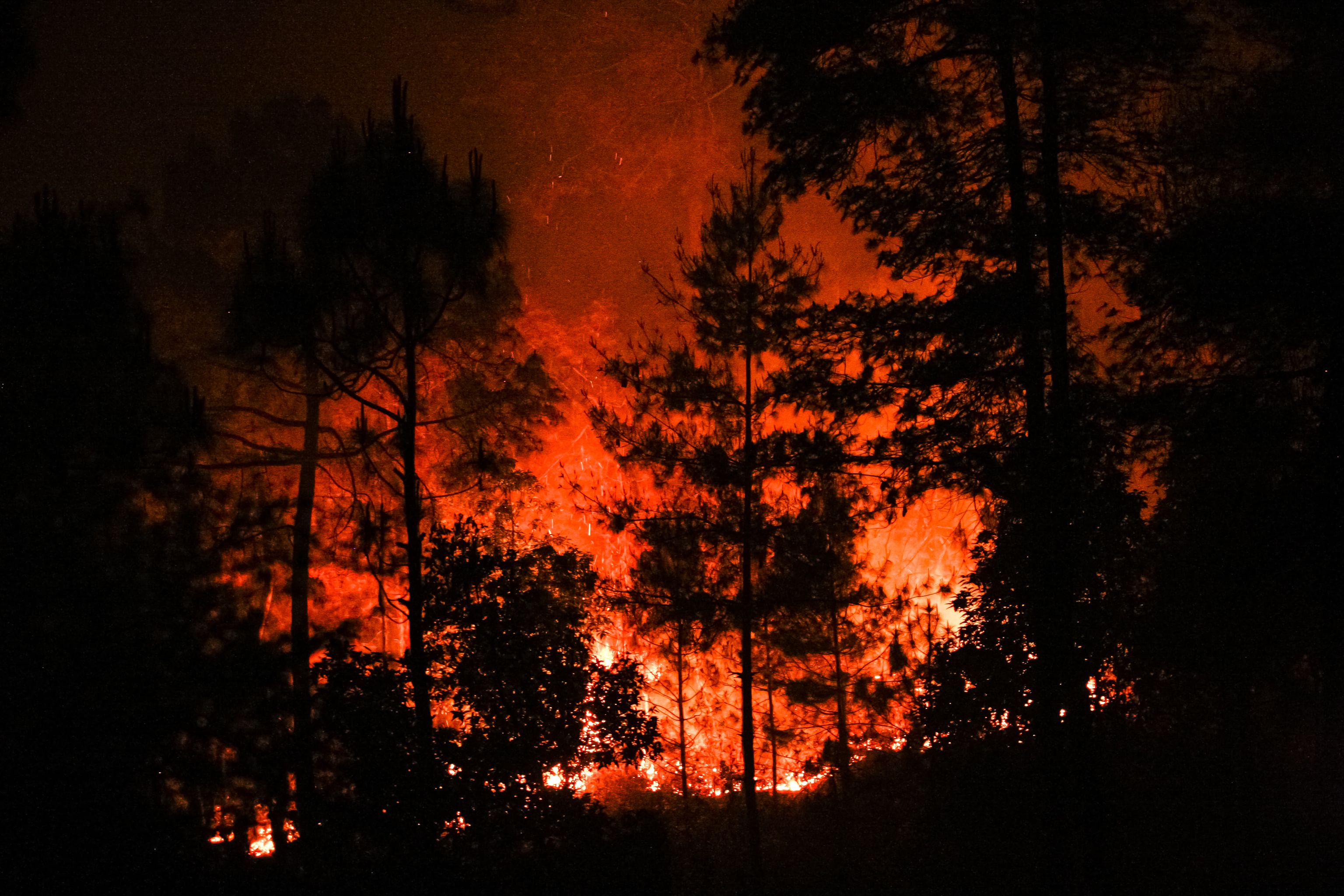 While the forests are burning