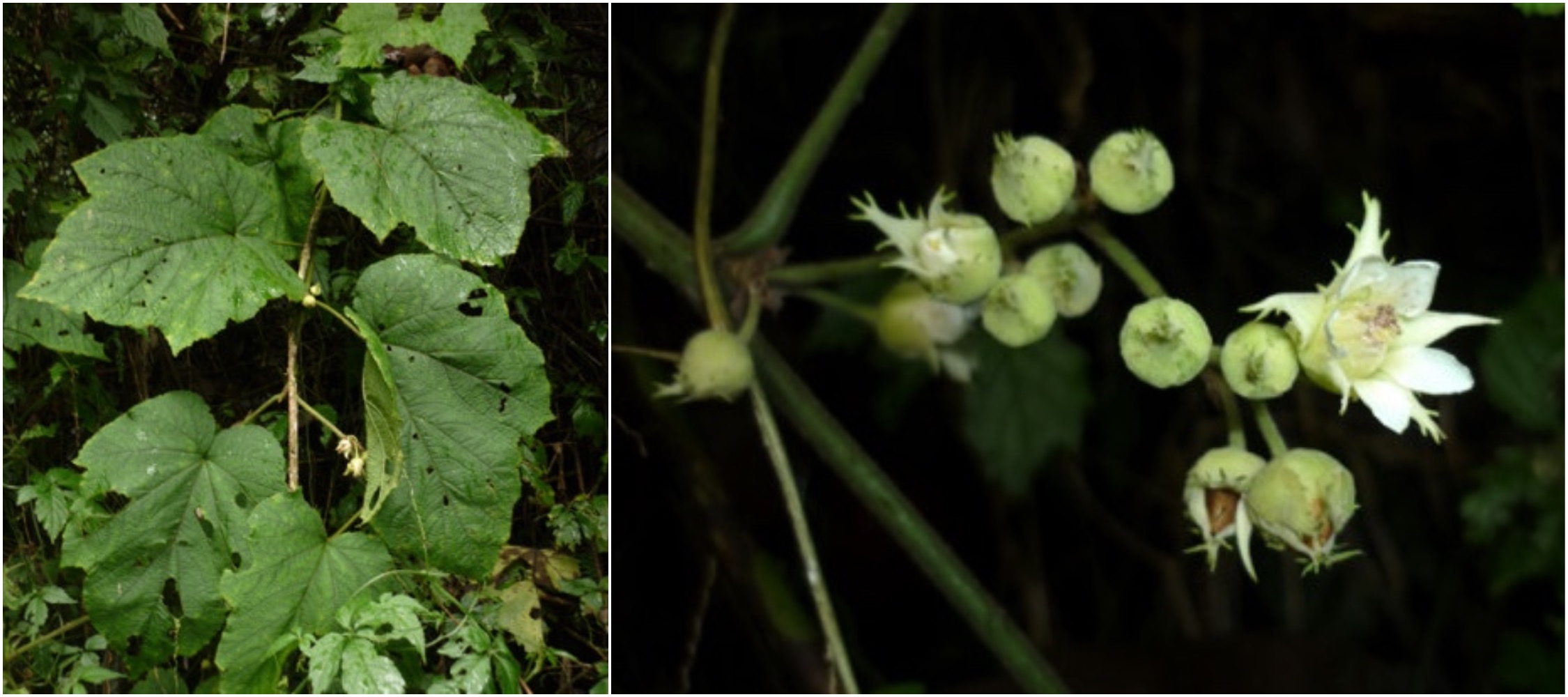 First of its kind raspberry in Nepal