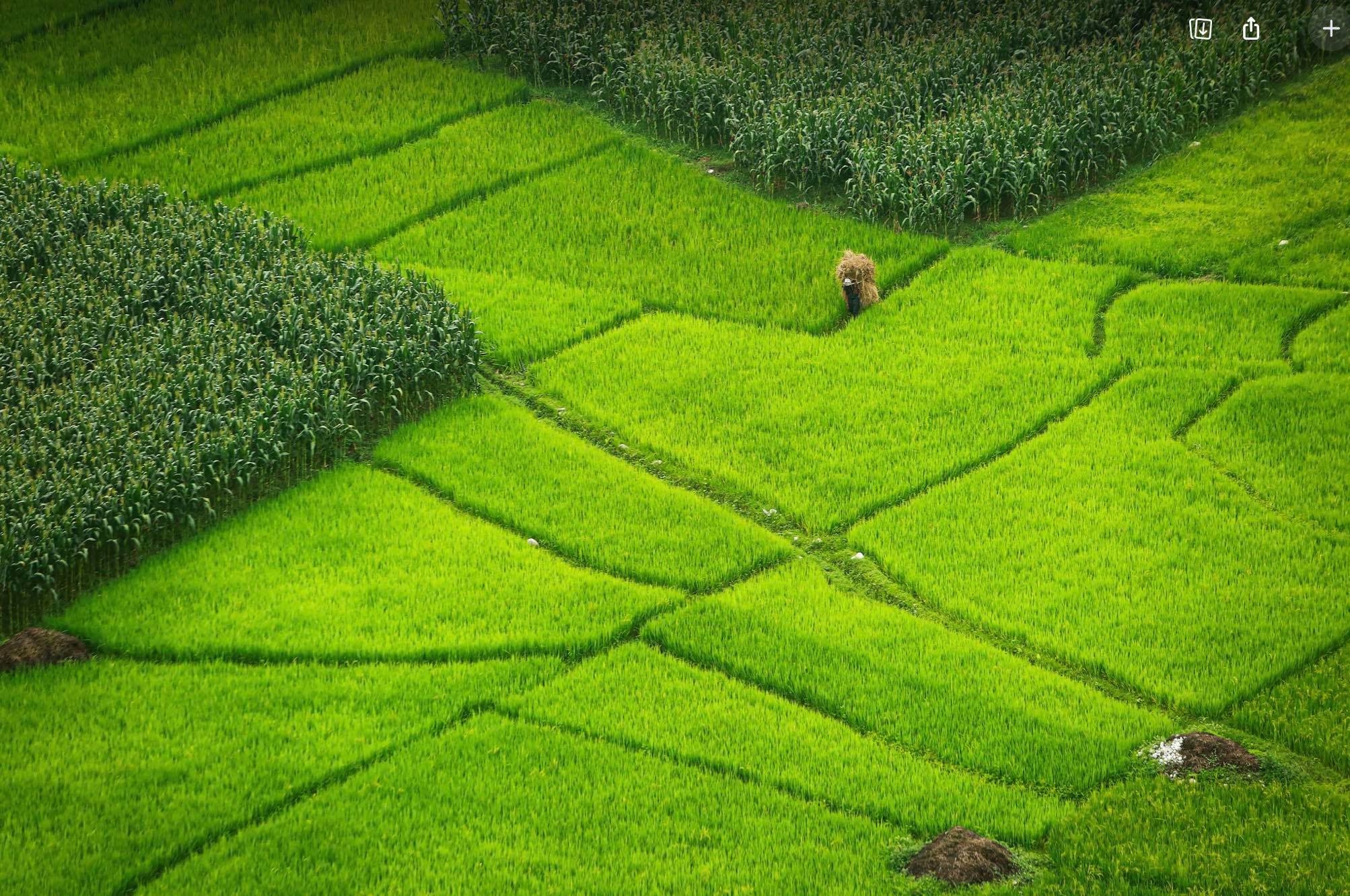 UN climate report declares planetary emergency