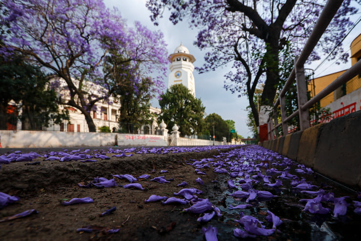Right trees for right seasons in Kathmandu