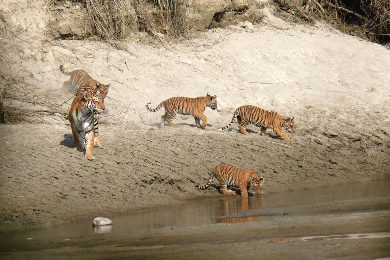 Nepal’s tiger conservation ‘too successful’?