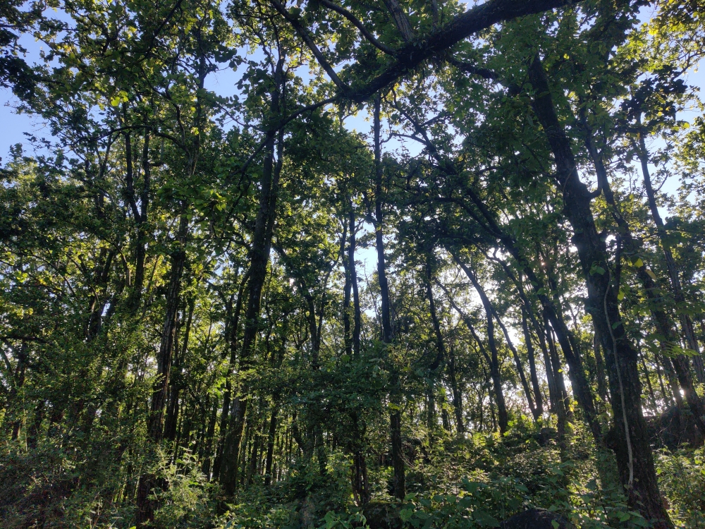 From Nalapani to Kalapani