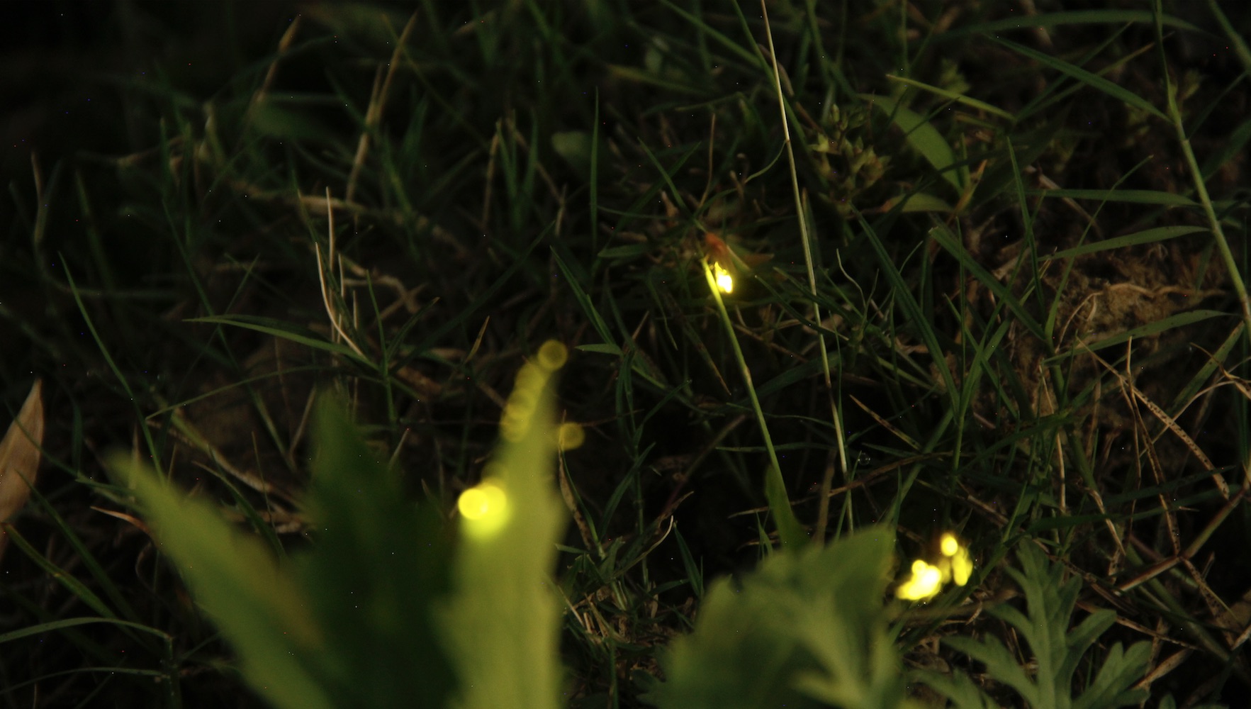 Pokhara comes alive at night