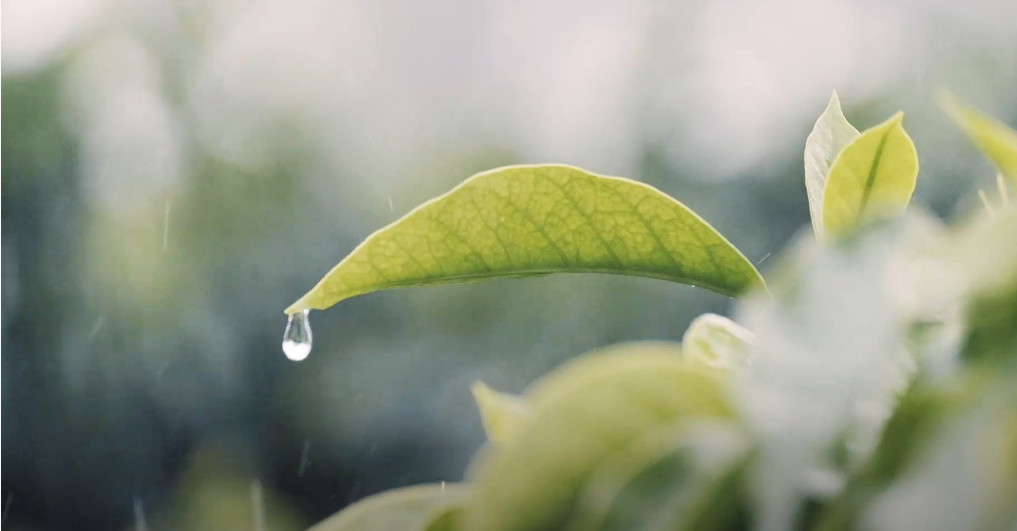 Environment films get tve Award