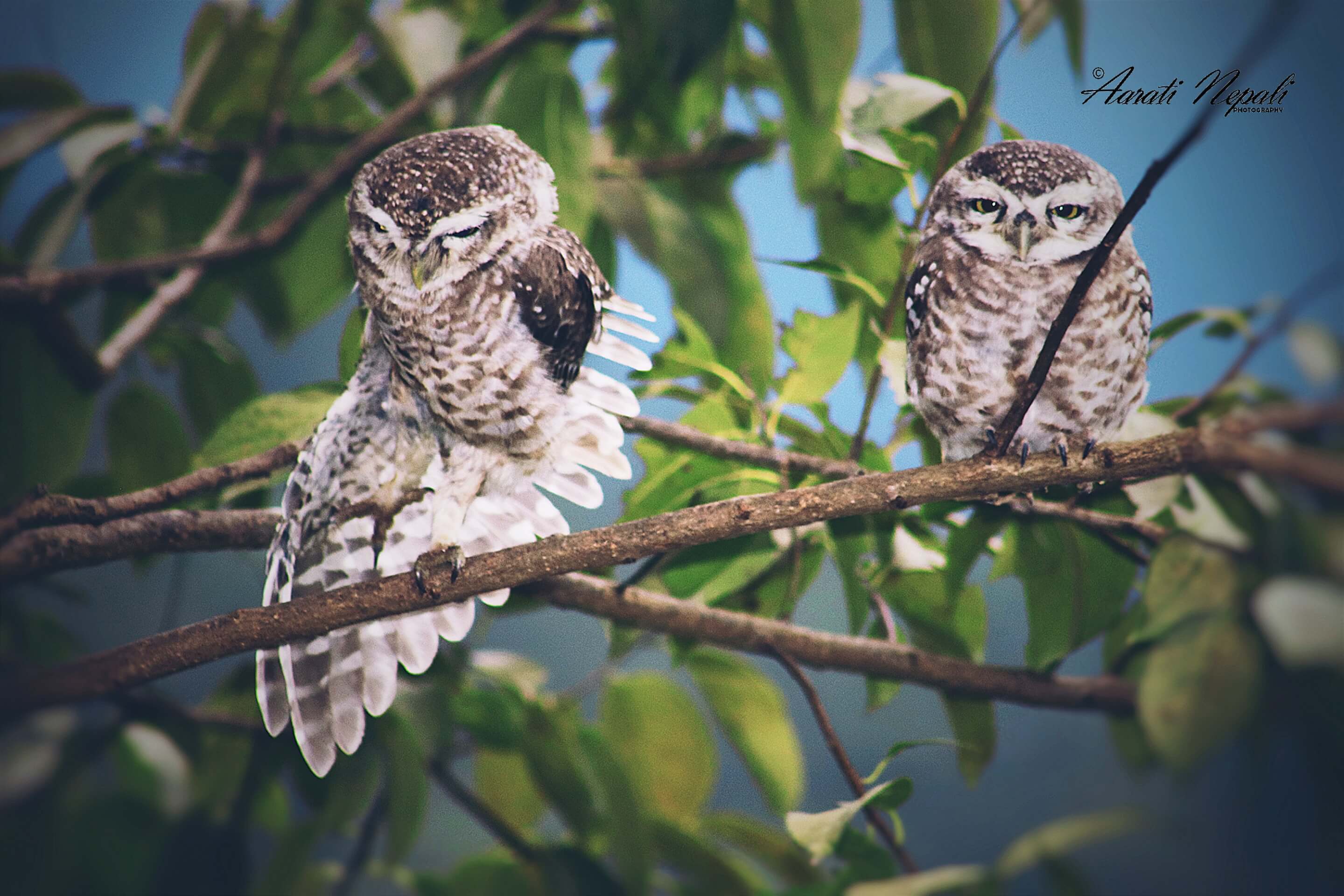 Bird-counting in Nepal made easy