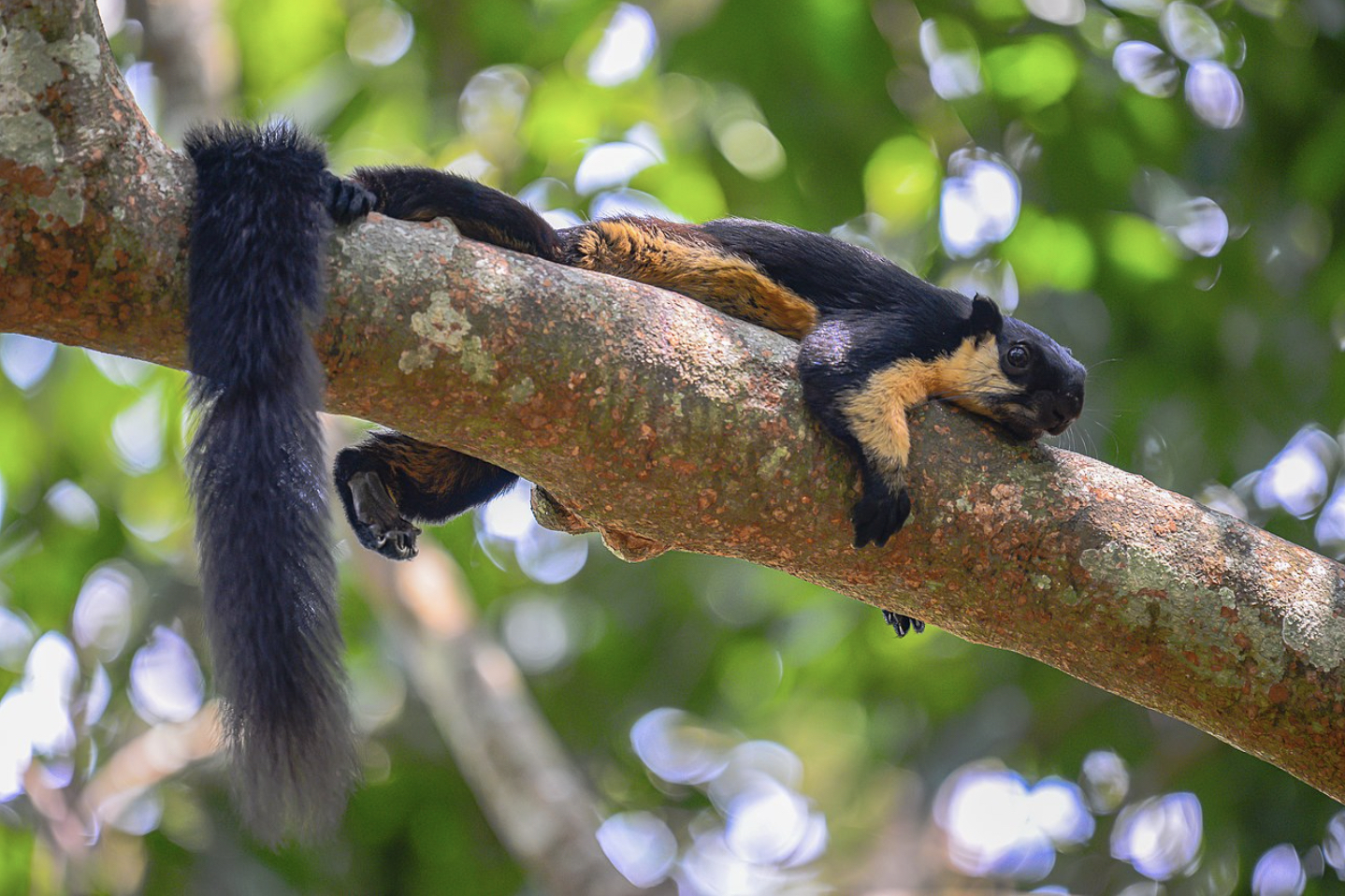 Protecting the world’s largest squirrel in Nepal