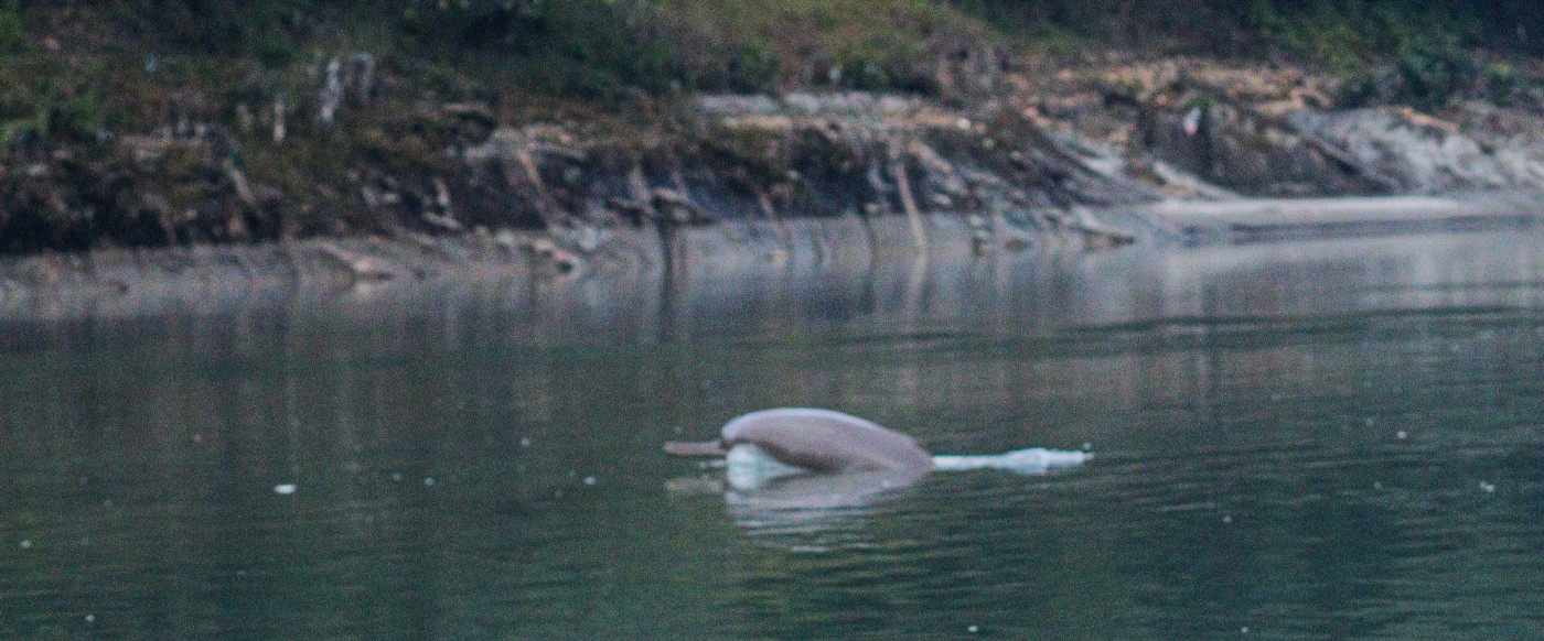 Freshwater dolphin comeback in Nepal