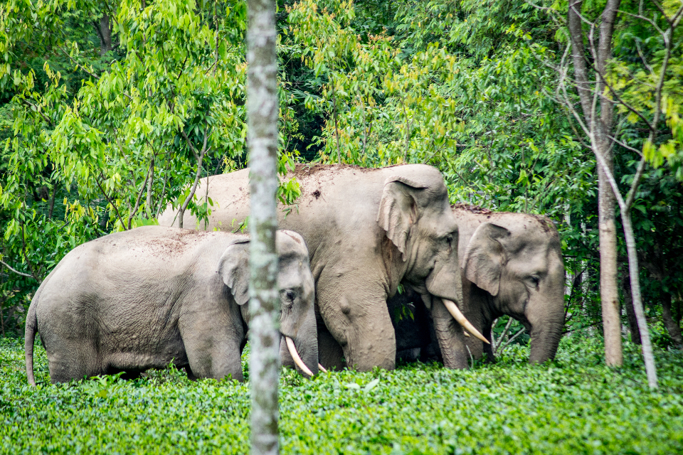 The elephant whisperer of Nepal