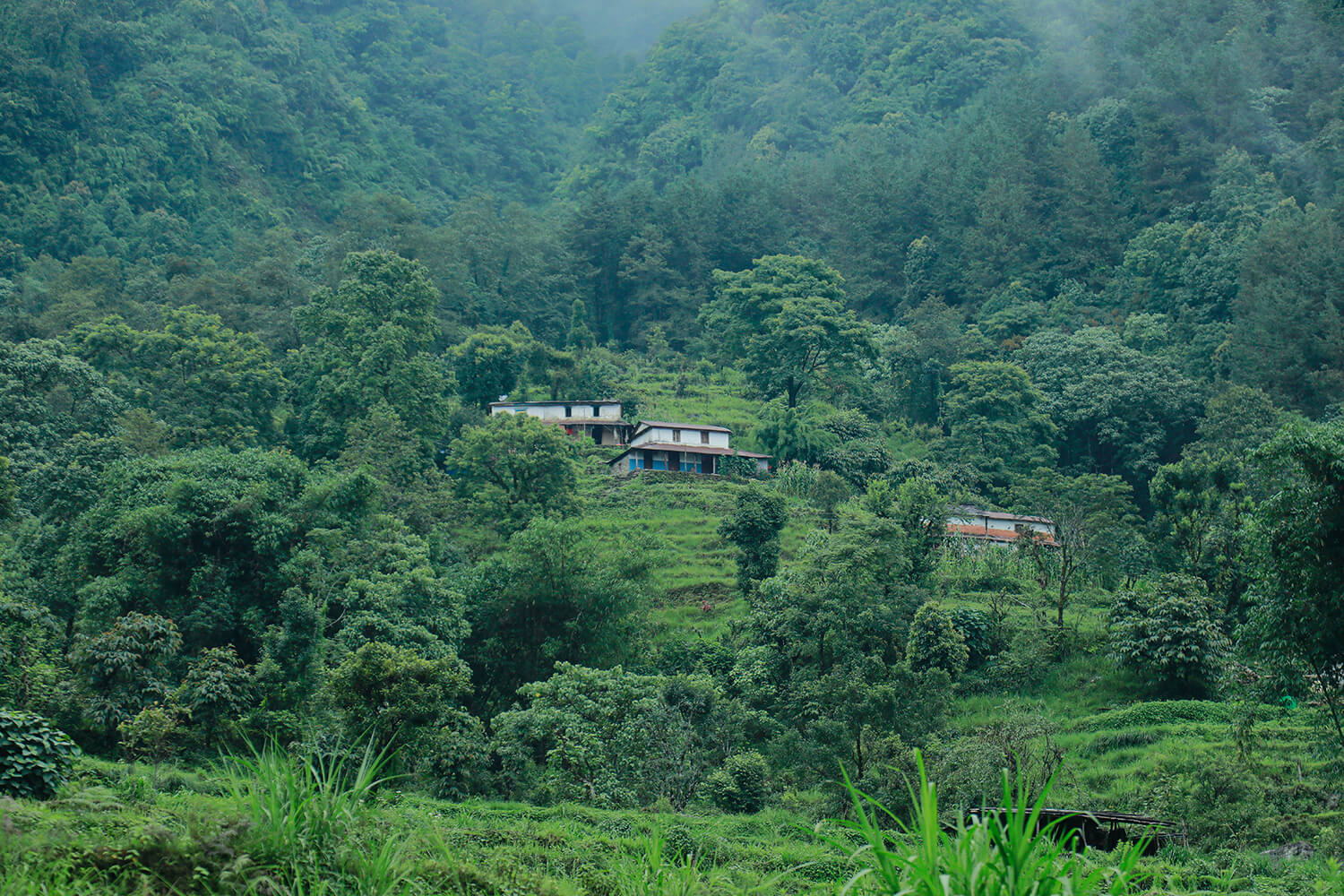 Climate change hits Himalayan rice