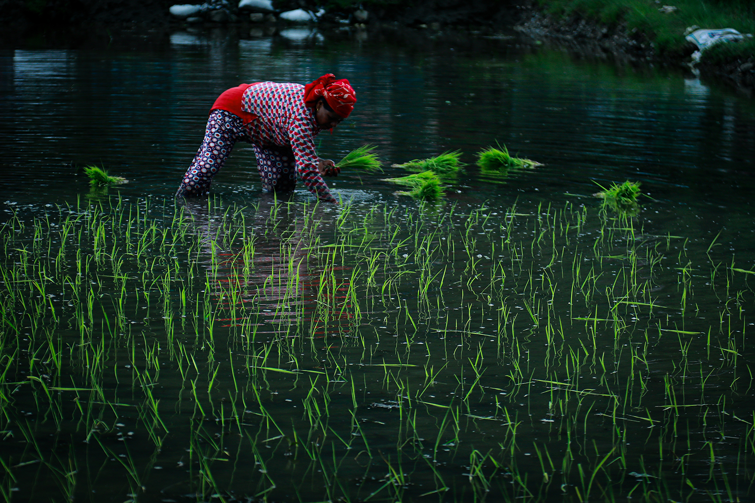 Paddy planting in Pokhara