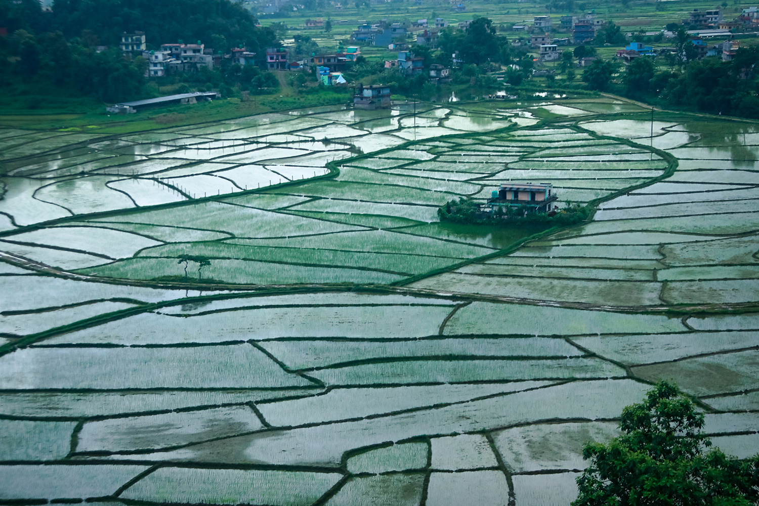 Planting seeds of democracy