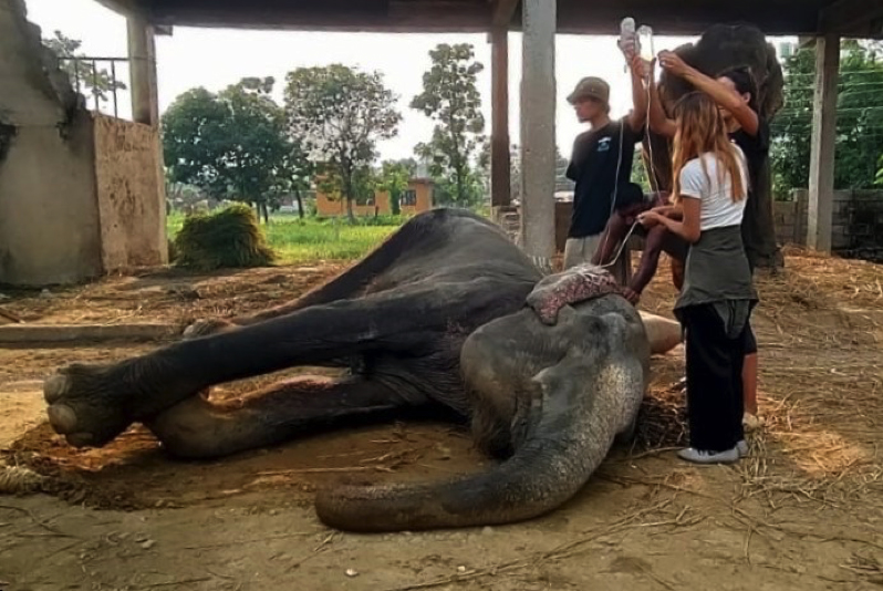 Making the life of Nepal's captive elephants easier