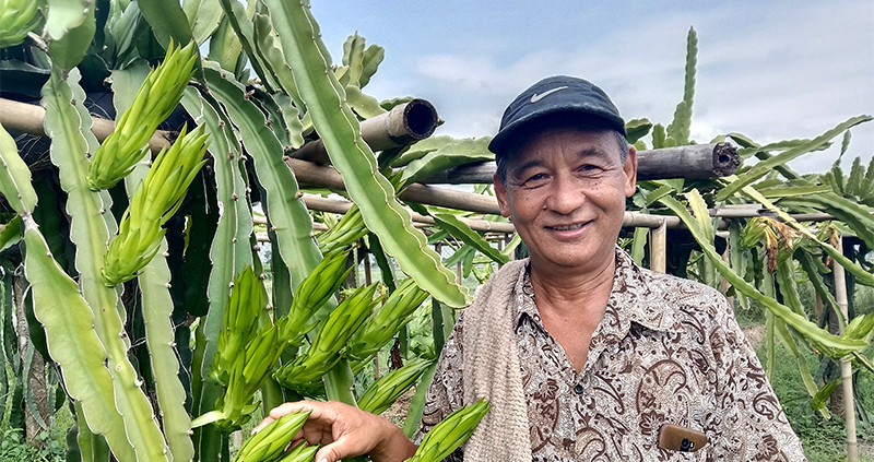 There be dragon fruits