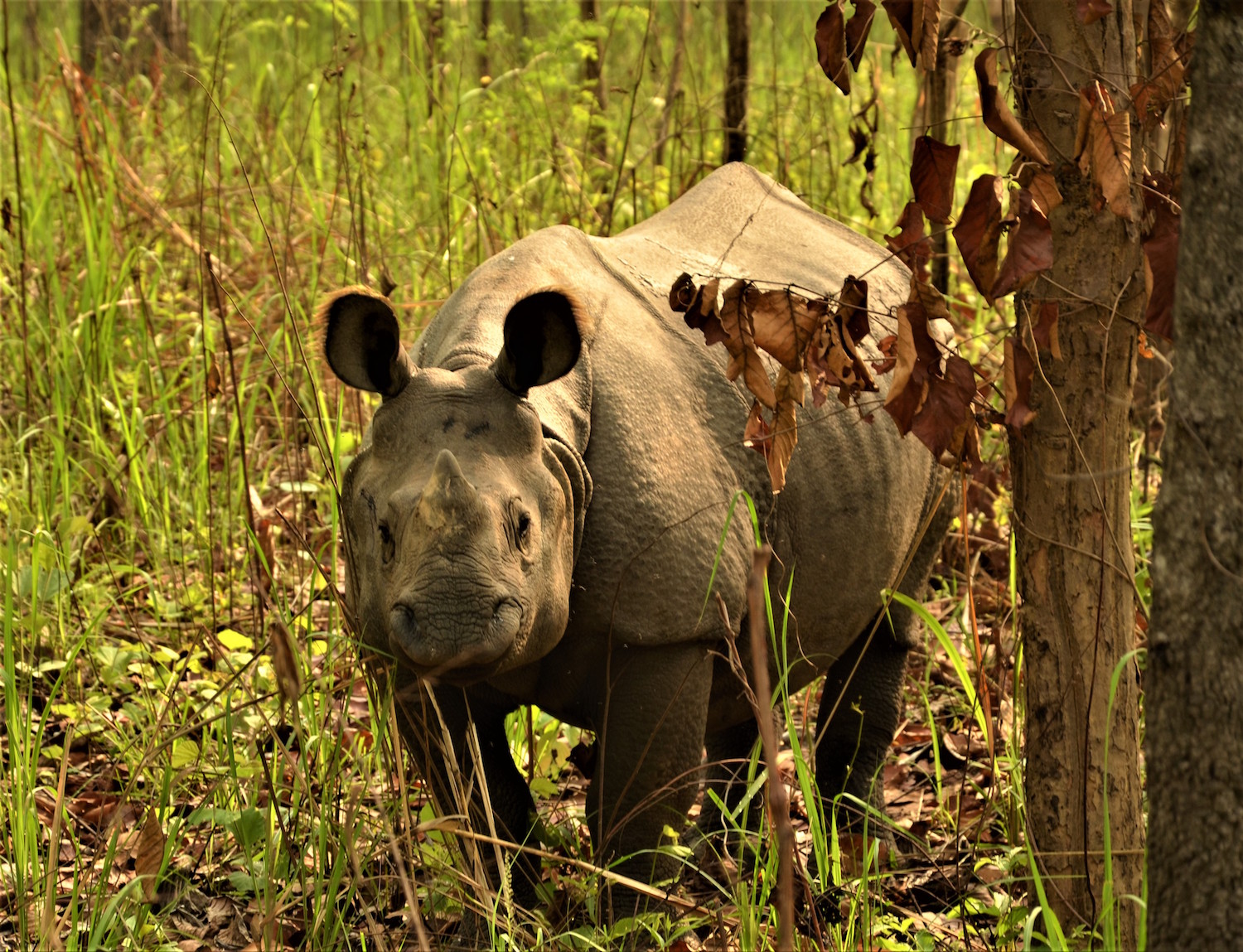 Close encounter of the wild kind in Nepal